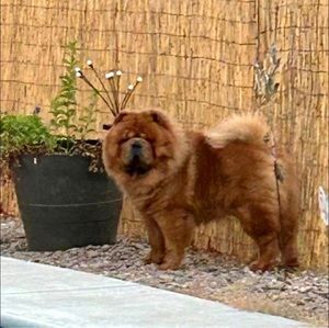 Meet your Posher, Torri